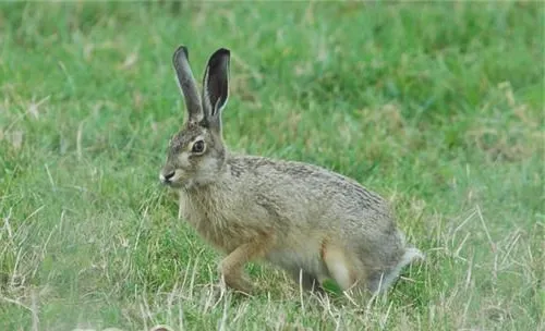 十种兔子可用食材的药物作用