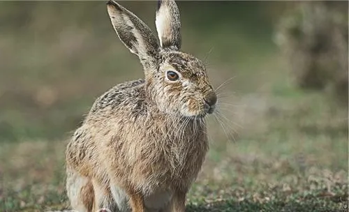 几种可以防治野兔疾病的中草药
