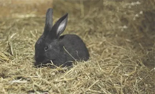 如何判断宠物兔干草的质量