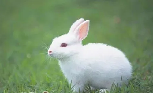 家兔“舌尖上的野草”