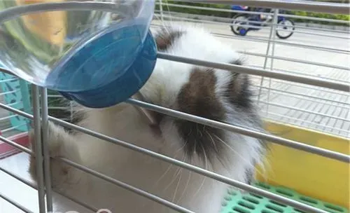 宠物兔要每天更换饮用水