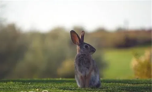 饲养野兔的方法和注意事项