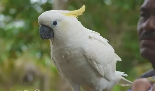 葵花鹦鹉的饲养要点