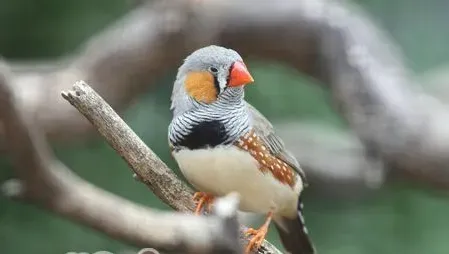 新手该如何饲养锦花鸟