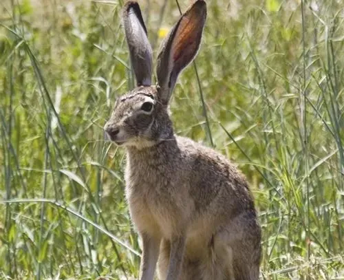 世界最特别的兔子——琉球兔