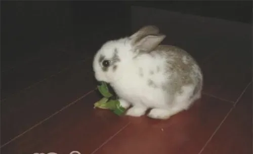 为什么兔子会拨料？
