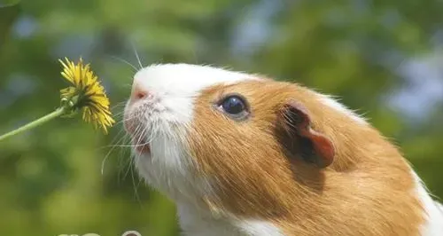 细数荷兰猪的五种生物特性