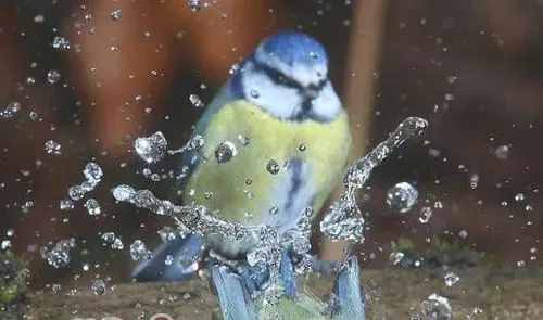 为观赏鸟定期洗澡的好处