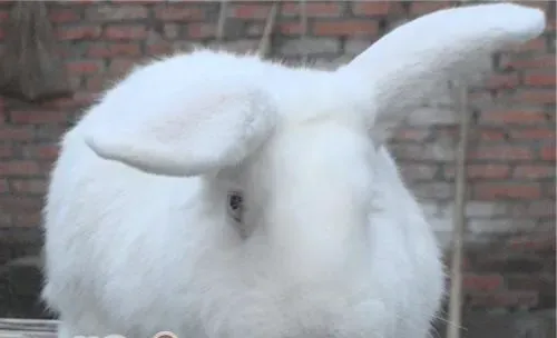 兔子耳朵为什么那么长