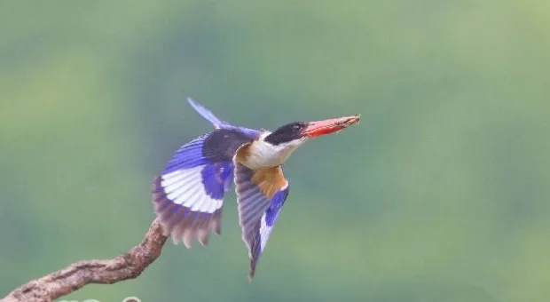 翡翠鸟的品种介绍