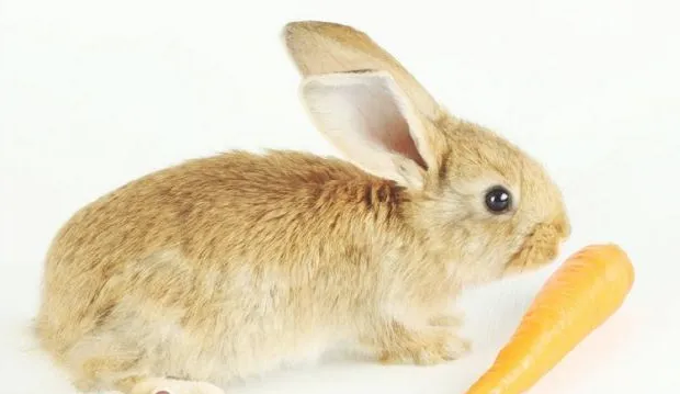 学习给兔兔做穴道按摩