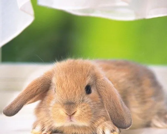 夏季饲养长毛兔的注意要点