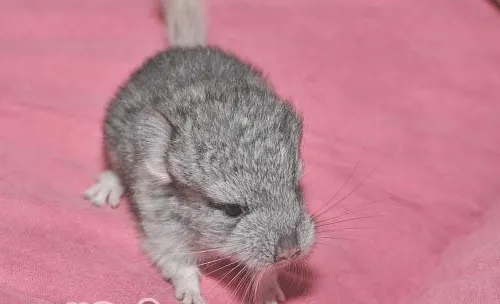 龙猫属于鼠类却和鼠又有区别