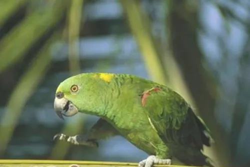 太平洋鹦鹉的繁殖条件