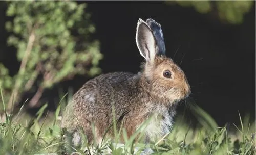 青饲料缺乏引发家兔中毒症的诊治