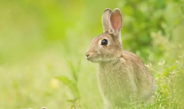 兔兔疥癣病的症状和治疗方法