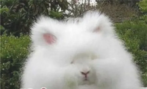 如何提高长毛兔的繁殖率？