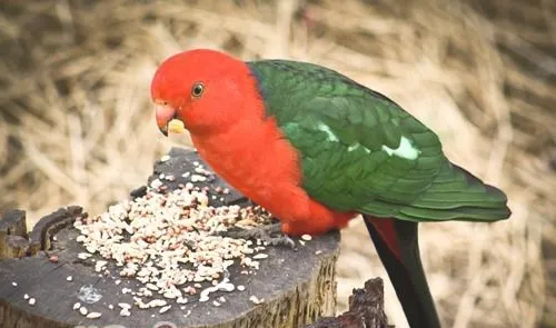 观赏鸟钙磷缺乏的症状及治疗