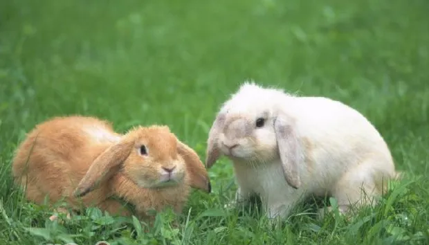 预防兔兔流行性肺炎