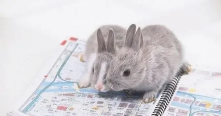 从尿液的颜色辨别兔子是否健康