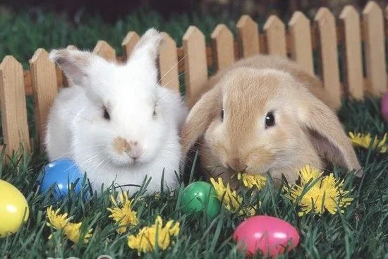 兔兔生病常用的药物有哪些