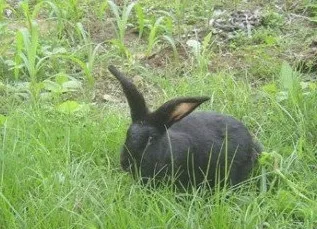 关于莲山黑兔的繁育技术