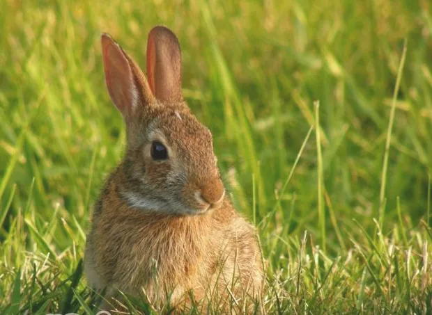 兔兔常见疾病的防治（五）