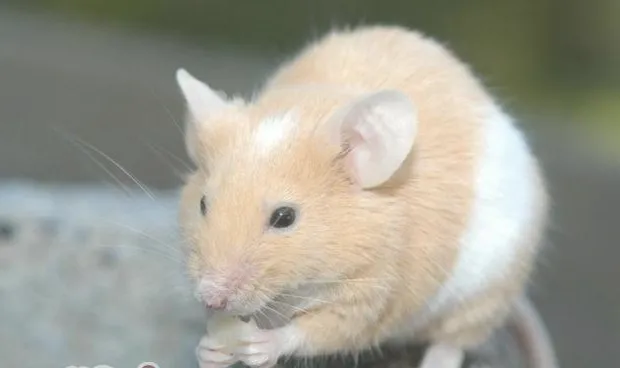鼠鼠易患的特殊皮肤病