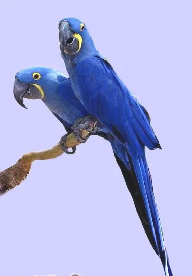 紫蓝鹦鹉饲养繁殖注意点