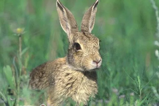 兔类常见的皮肤病及防治
