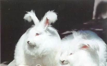 彩色长毛兔的饲育事项