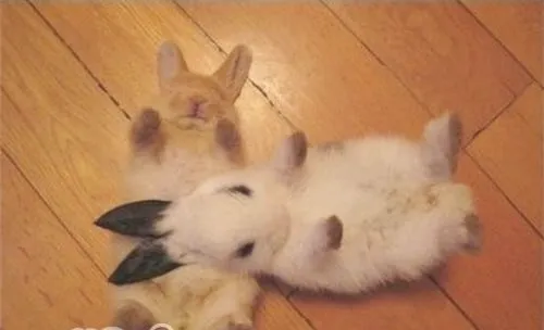 如何教兔兔认识新朋友