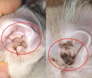 耳螨和耳垢有何区别？猫咪耳螨怎么治？