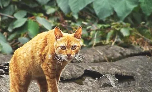 土耳其梵猫和土猫区别