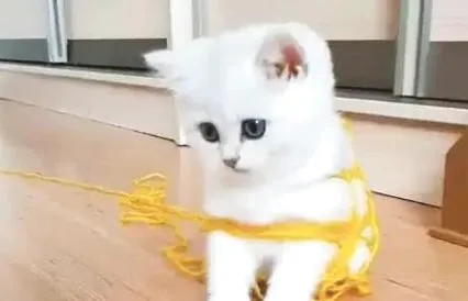 猫为什么爱玩毛线球