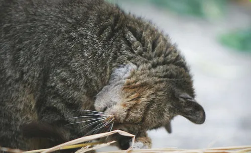 不要让你的猫咪四处捡食