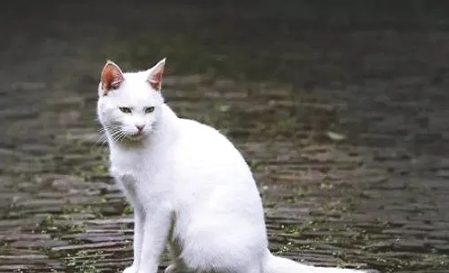 纯白色的中华田园猫