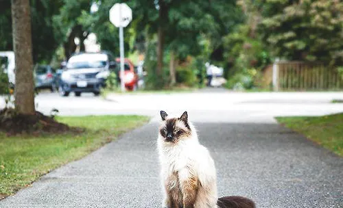 猫咪智商排行榜10种最聪明的猫