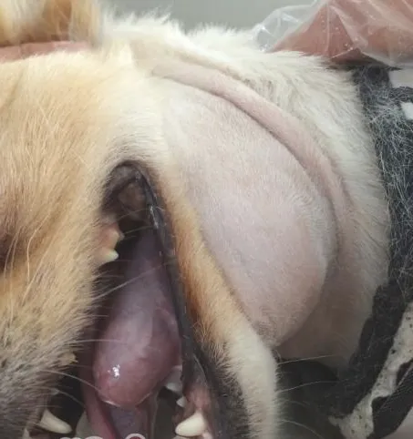 犬舌下囊肿的诊治