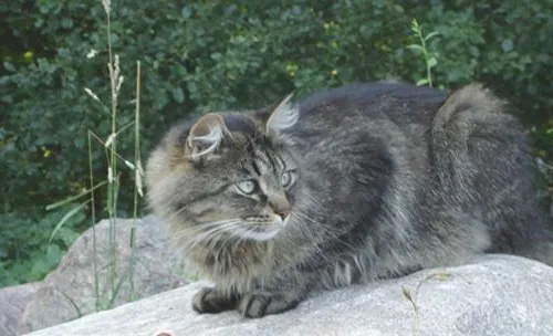 西伯利亚森林猫的形态特征