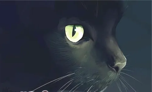猫咪眼睛的奥妙——为什么夜间猫咪眼睛会发光？