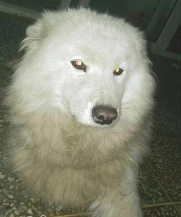 犬车祸后脊椎骨折的治疗