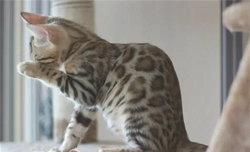 猫咪为什么爱清洁