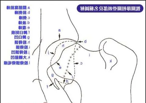 狗狗的前腿关节容易忽视问题