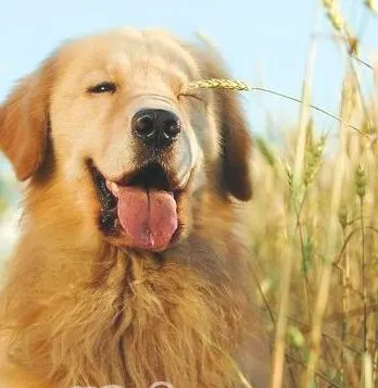 训练金毛犬学习站立的方法