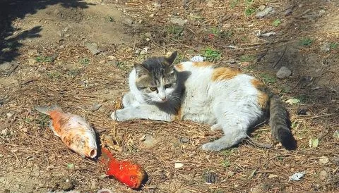 让猫咪吃鱼的时候要注意什么