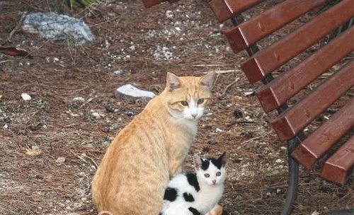 如何接近受伤的流浪猫