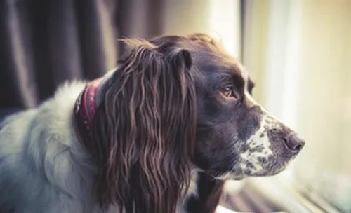 怎么处理好犬心丝虫