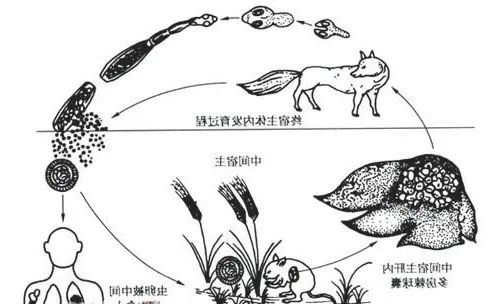 人犬共患寄生虫病——包虫病