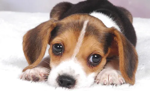 狗狗眼睛红肿是由哪些因素引起